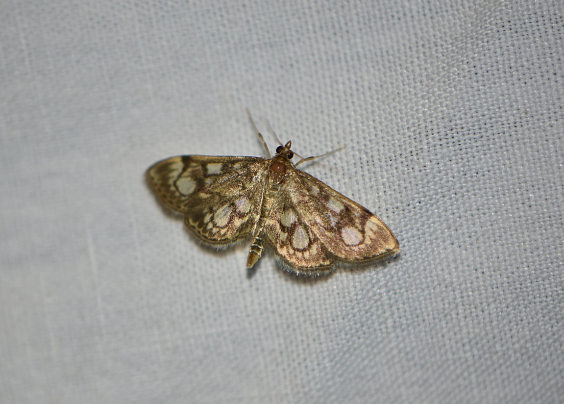 2023_8_25_Anania_coronata_785321 © Zucca Maxime