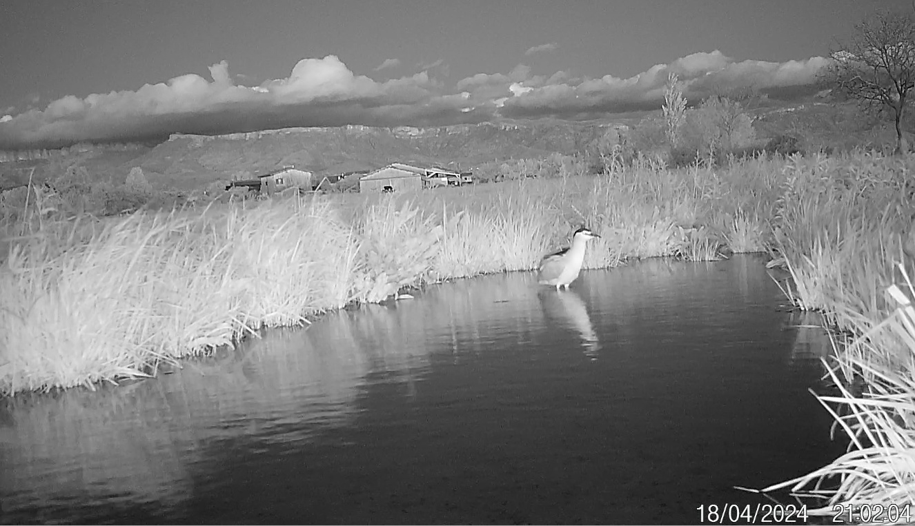 2024_4_18_Nycticorax_nycticorax_2481 © Zucca Maxime
