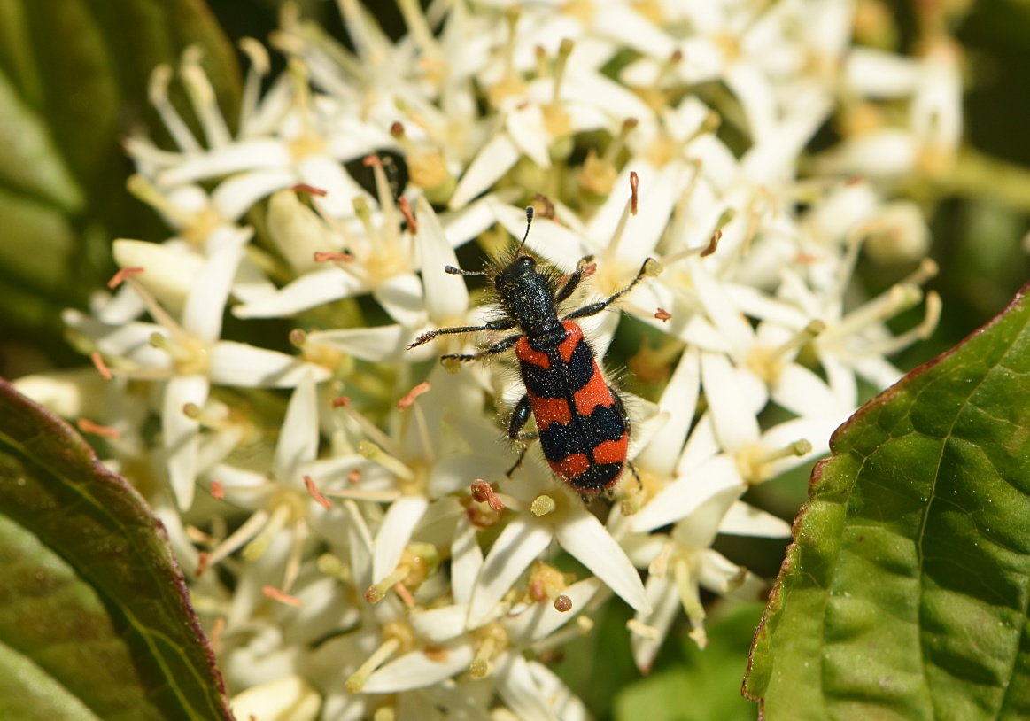 2024_5_10_Trichodes_alvearius_11870 © Zucca Maxime