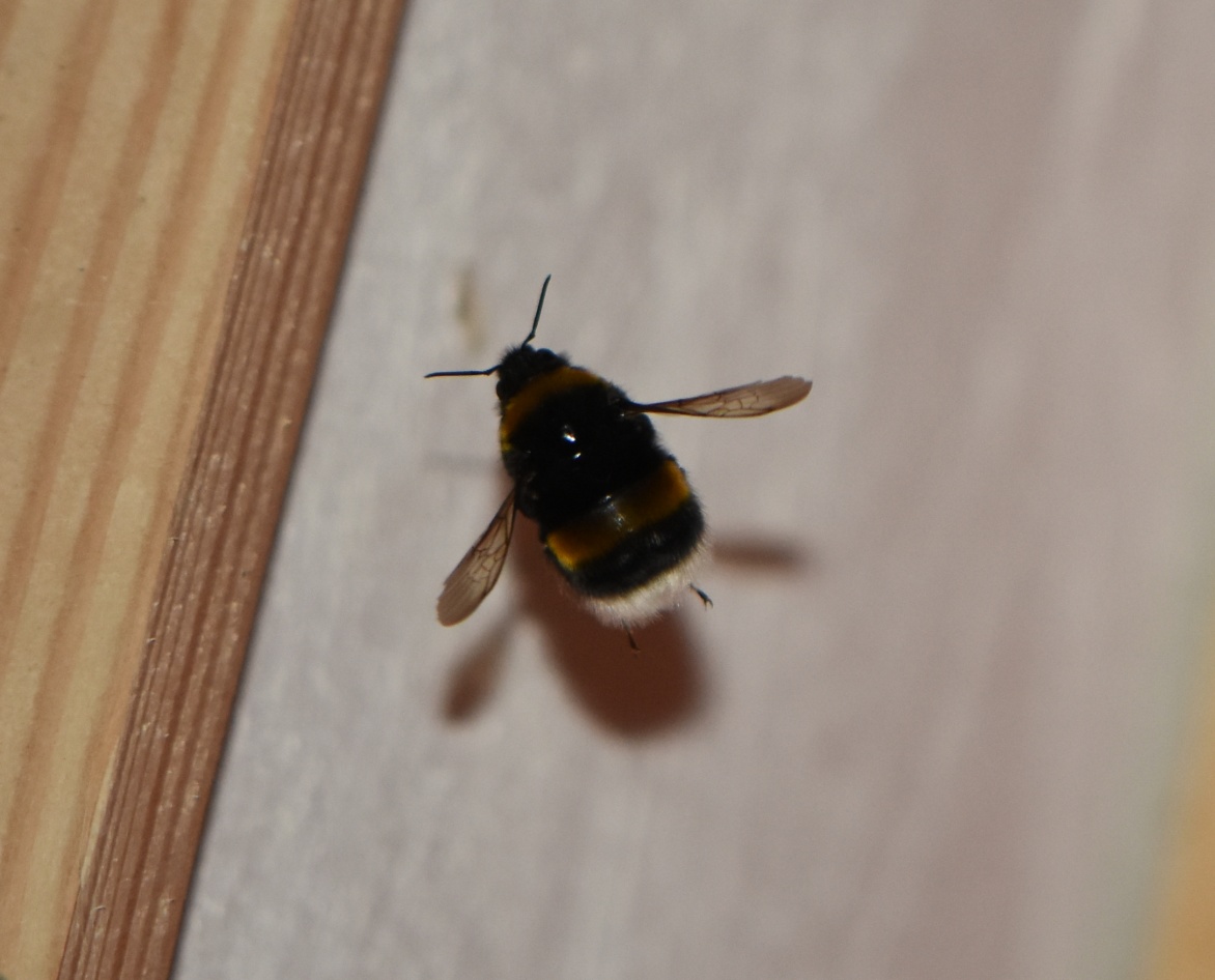 2022_4_15_Bombus_terrestris_53104 © Zucca Maxime