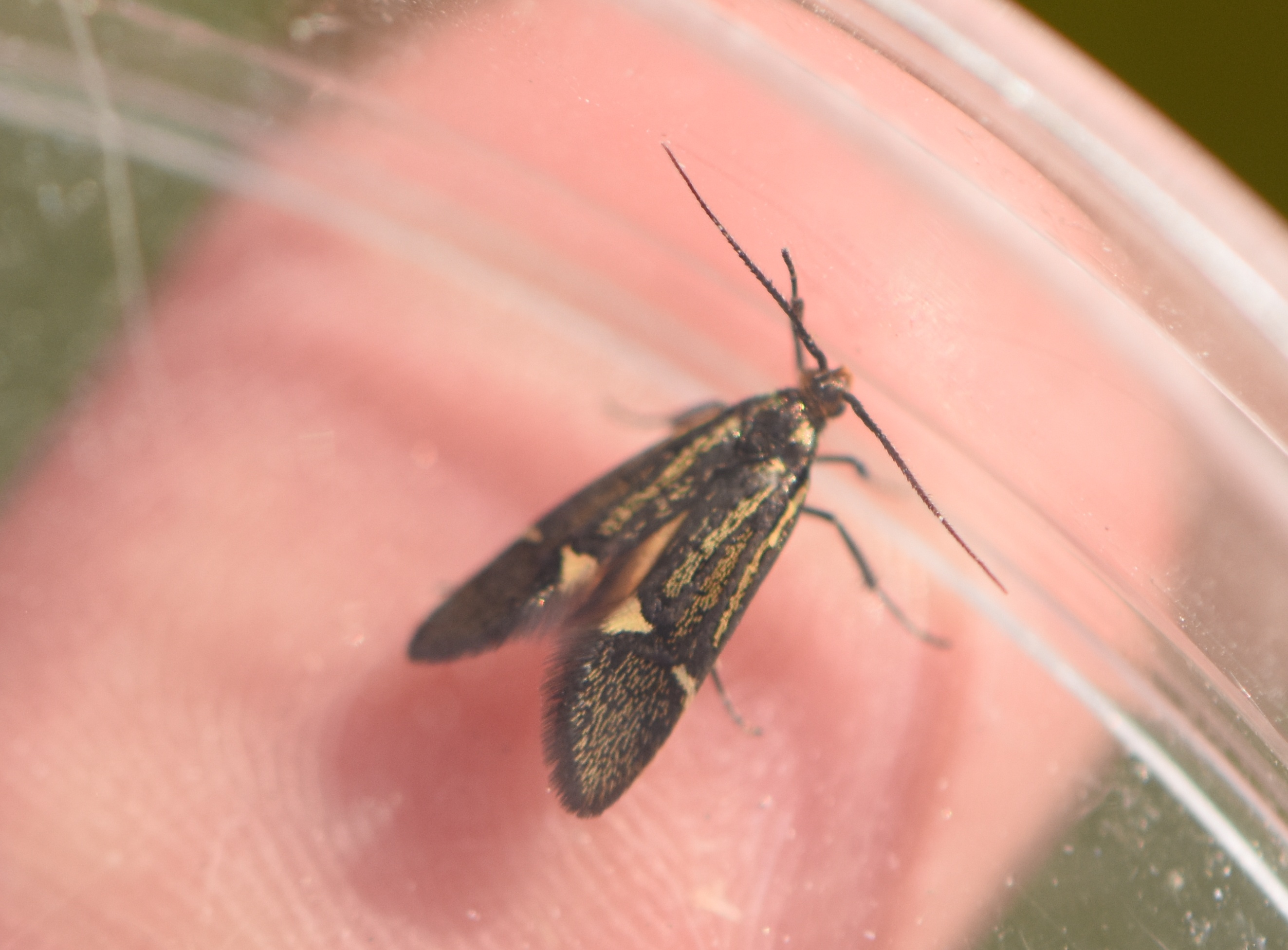 2022_4_18_Esperia_sulphurella_246178 © Zucca Maxime