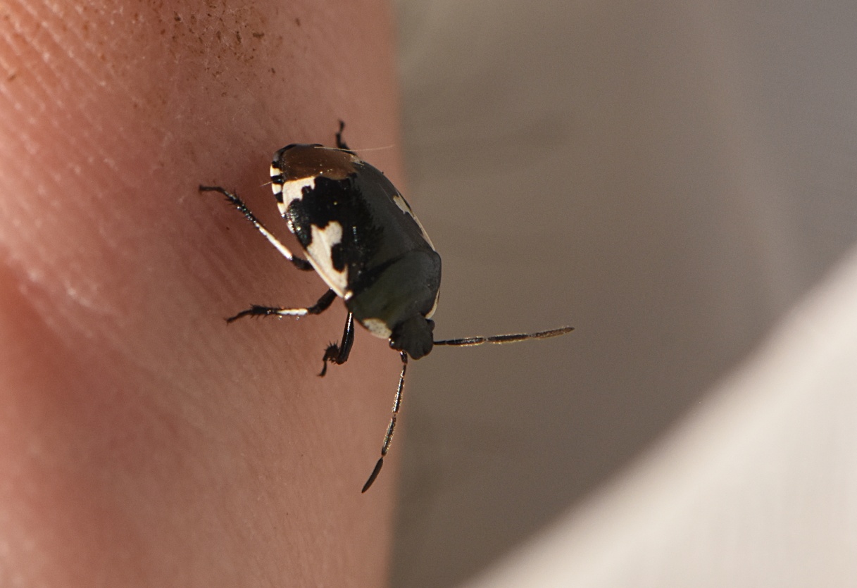 2023_2_17_Tritomegas_bicolor_238350 © Zucca Maxime, guillot-jonard Melvyn