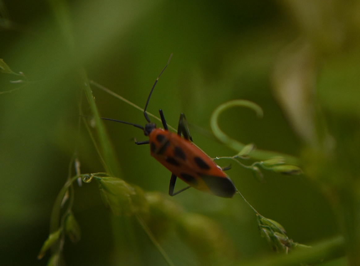 2023_5_13_Calocoris_nemoralis_237829 © Zucca Maxime