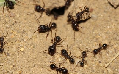 A la recherche des fourmis et des araignées