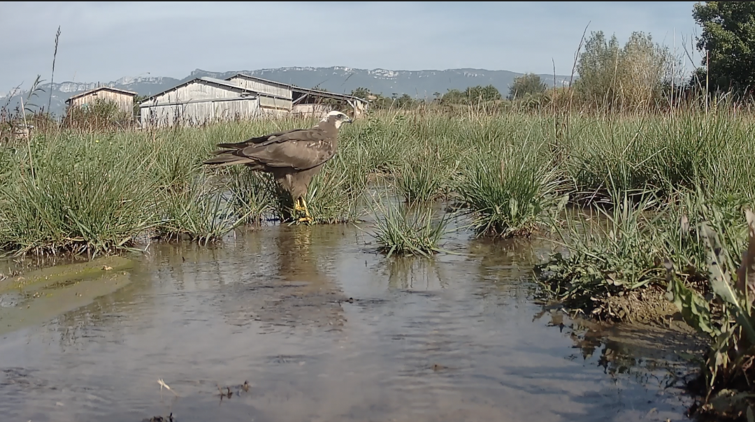 Les oiseaux des zones humides du Grand Laval