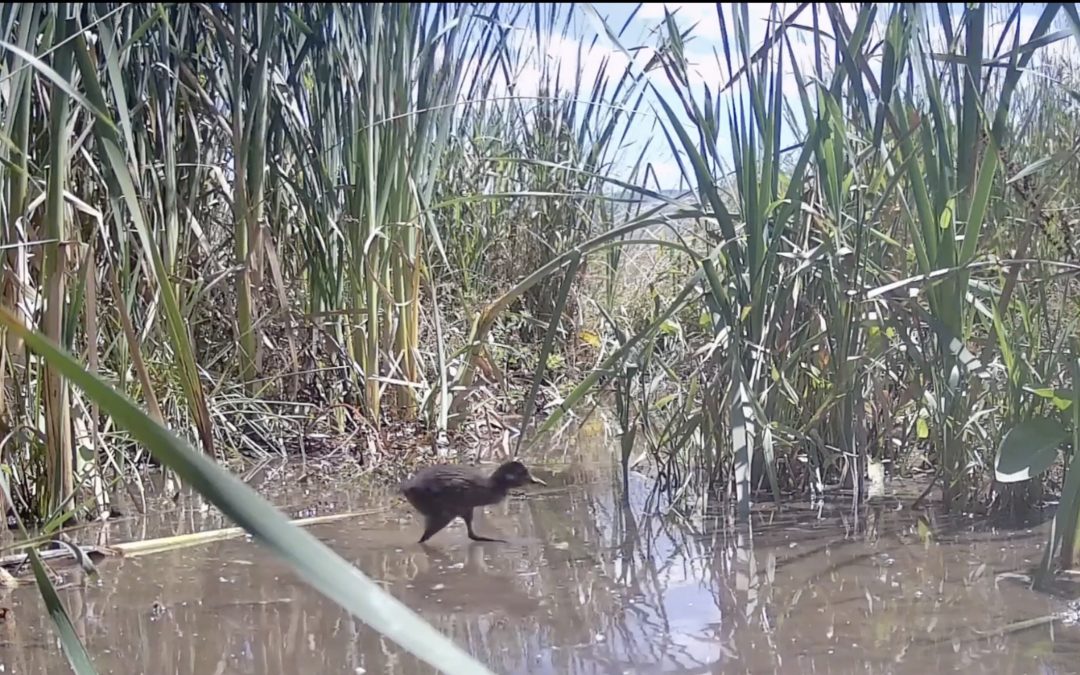 Le Râle d&rsquo;eau s&rsquo;est reproduit pour la première fois sur la ferme